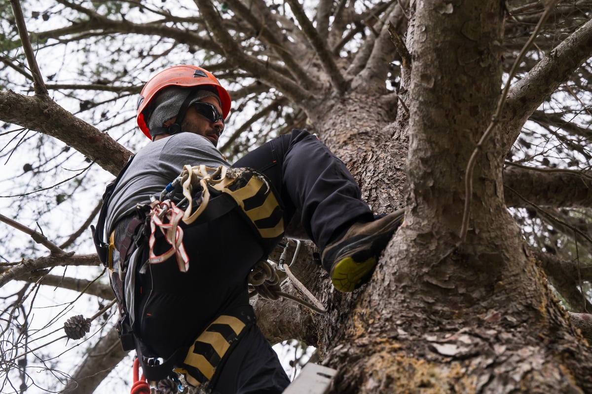 Tree Pruning
