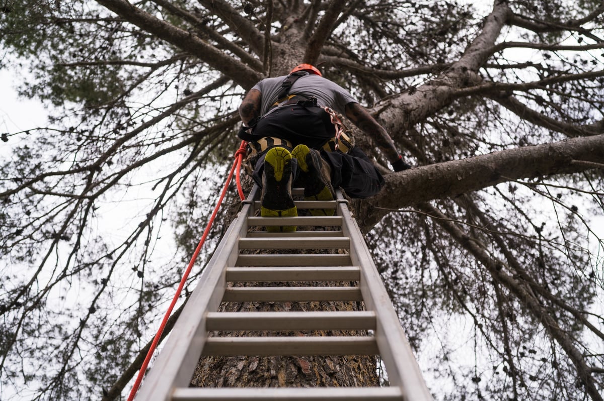 Tree Climbing