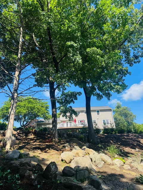 A beige house on a hillside surrounded by tall green trees and scattered boulders on a sunny day