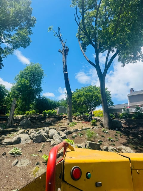 Arborist trimming tall tree branches using climbing equipment on sunny day with rocky landscape and houses visible