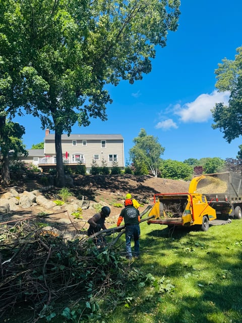 Two workers operating a yellow wood chipper on a residential property with a house and mature trees in the background
