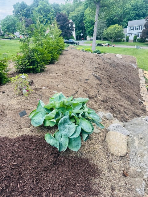 Young hosta plant growing in freshly tilled garden bed with mulch, large shrub behind, and suburban home visible in background